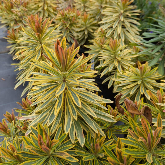Euphorbia ‘Ascot Rainbow’ 1 stāds